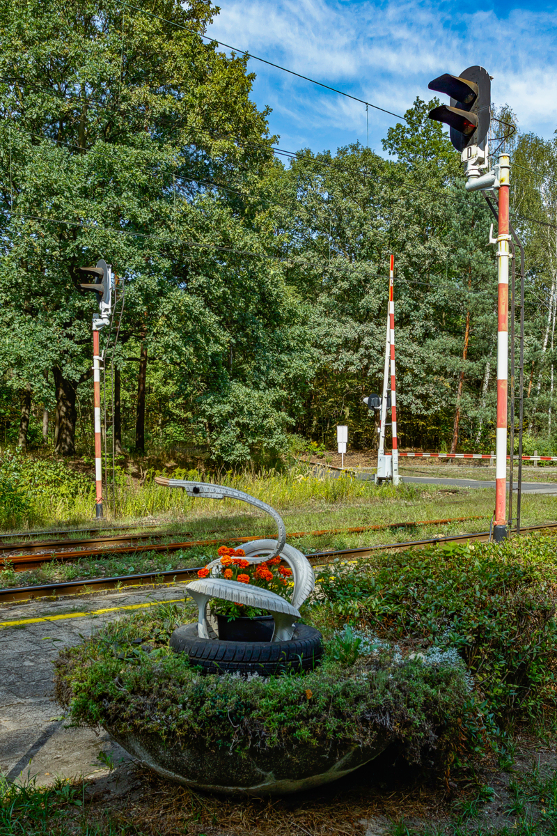 Szczejkowice - łabędź