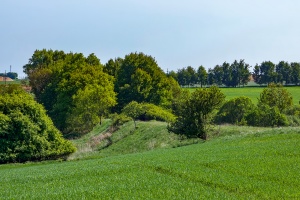 Lepino-Gościno: Dargocice