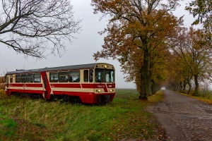 MBxd2-212: Tuja