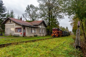 Lxd2-268: Jawornik Polski Lxd2-268: Jawornik Polski