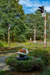 Szczejkowice - łabędź